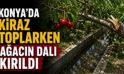 Konya'da kiraz toplarken ağacın dalı kırıldı