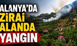 Alanya'da zirai alanda yangın