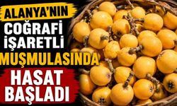 Alanya'nın coğrafi işaretli muşmulasında hasat başladı