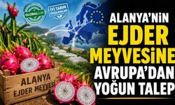Alanya'nın ejder meyvesine Avrupa'dan yoğun talep