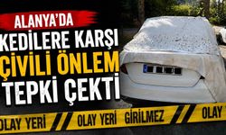 Alanya'da kedilere karşı çivili önlem tepki çekti