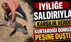 İyiliğe saldırıyla karşılık verdi! Kurtardığı domuz peşine düştü