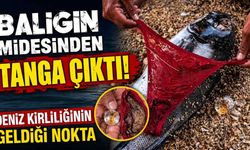 Balığın midesinden çıkanlar şaşkına çevirdi: Deniz kirliliği alarmı
