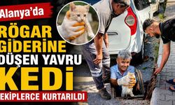 Alanya’da rögar giderine düşen yavru kedi ekiplerce kurtarıldı