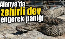 Konaklı'daki şantiyede koca engerek görüldü: Vatandaşlara dikkat uyarısı