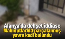 Alanya'da dehşet iddiası: Mahmutlar'da parçalanmış yavru kedi bulundu