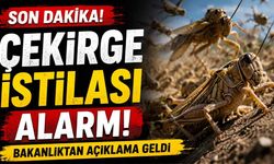 Son Dakika! Çekirge istilası alarmı: Bakanlıktan açıklama geldi