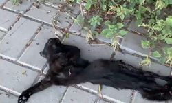 Mahmutlar'da kedi v*hşeti! Jandarma harekete geçti