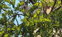 Ağaçta mahsur kalan kedi kurtarıldı
