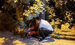 Alanya'da yaralı bulunan domuz yavrusu tedavi altına alındı