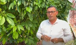 Alanya'da avokado hasadı başlıyor! Üreticilere kritik uyarı