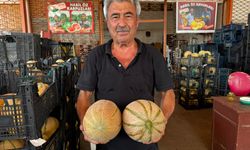 Elmalı’nın dilimli kavunu Alanya Hali’nde ilgi görüyor