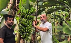 Alanya’da muz üretimi için kritik uyarı: “Seraların yarısını kaybedebiliriz”