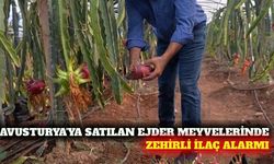 Avusturya, Türkiye menşeli ejder meyvelerini toplatıyor