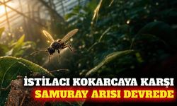 Antalya'da kahverengi kokarcaya karşı samuray arısı dönemi