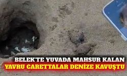 Belek sahilinde mahsur kalan 10 caretta denize ulaştı
