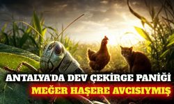 Antalya'da dev çekirge tedirginliğine doğal çözüm