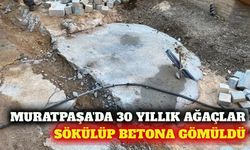 Muratpaşa'da 30 yıllık hurma ağaçları sökülüp beton döküldü