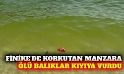 Finike'de deniz kirliliği ve ölü balık endişesi
