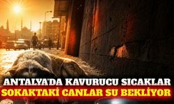 Antalya'da sokak hayvanları için temiz su çağrısı