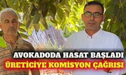 Alanya avokado sezonu başladı: Üreticiye komisyon çağrısı