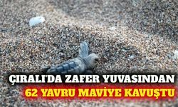 Kemer Çıralı'da 62 yavru kaplumbağa denizle buluştu