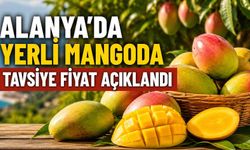 Alanya’da yerli mangoda tavsiye fiyat açıklandı