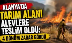 Alanya’da tarım alanı alevlere teslim oldu: 4 dönüm zarar gördü