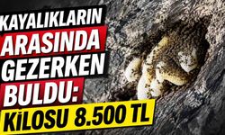Kayalıkların arasında gezerken buldu: Kilosu 8.500 TL