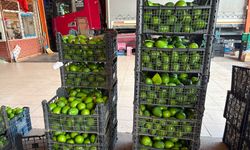 Alanya'da avokado üreticilerine genel kurul çağrısı