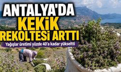 Antalya'da yağışlar kekik rekoltesini yüzde 40'a kadar artırdı