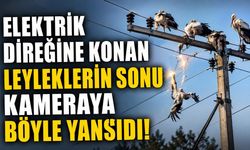Elektrik Akımına Kapılan 3 Leylek Telef Oldu