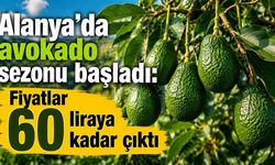 Alanya’da avokado sezonu başladı: Fiyatlar tezgaha yansıdı!