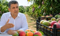 Ziraat Odası Başkanı Göktepe’den ithal mango isyanı