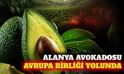 Alanya avokadosu Avrupa Birliği tescil yolunda