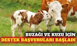 Antalya'da 2026 buzağı ve kuzu destek başvuruları başladı