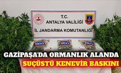 Gazipaşa'da ormanlık alanda suçüstü kenevir operasyonu