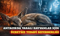 Antalya'da yaralı hayvanlara ücretsiz veteriner tedavisi