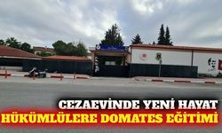Antalya'da hükümlülere domates yetiştiriciliği eğitimi