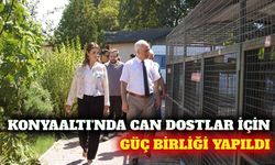 Konyaaltı'nda sokak hayvanları için iş birliği mesajı
