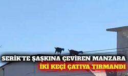 Serik'te iki keçi 3 katlı inşaatın çatısına çıktı