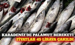 Karadeniz'de palamut bereketi fiyatları 45 liraya düşürdü