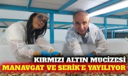Topraksız safran üretimi Manavgat ve Serik'e yayılıyor