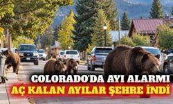 Colorado'da ayı alarmı: 7 bini aşkın ihbar rekor kırdı