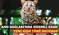 And Dağları'nda yeni kedi türü: Leopardus tilcayo