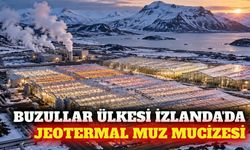 Buzullar ülkesi İzlanda jeotermal seralarda muz üretiyor