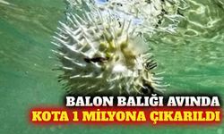 Balon balığı alım kotası 1 milyon adede yükseltildi
