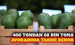 Türkiye'nin avokado üretimi 23 yılda 68 bin tona ulaştı
