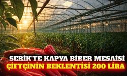 Serik'te kapya biber ekimi başladı: Üretici 200 TL bekliyor