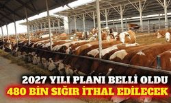2027'de 480 bin baş besilik sığır ithal edilecek